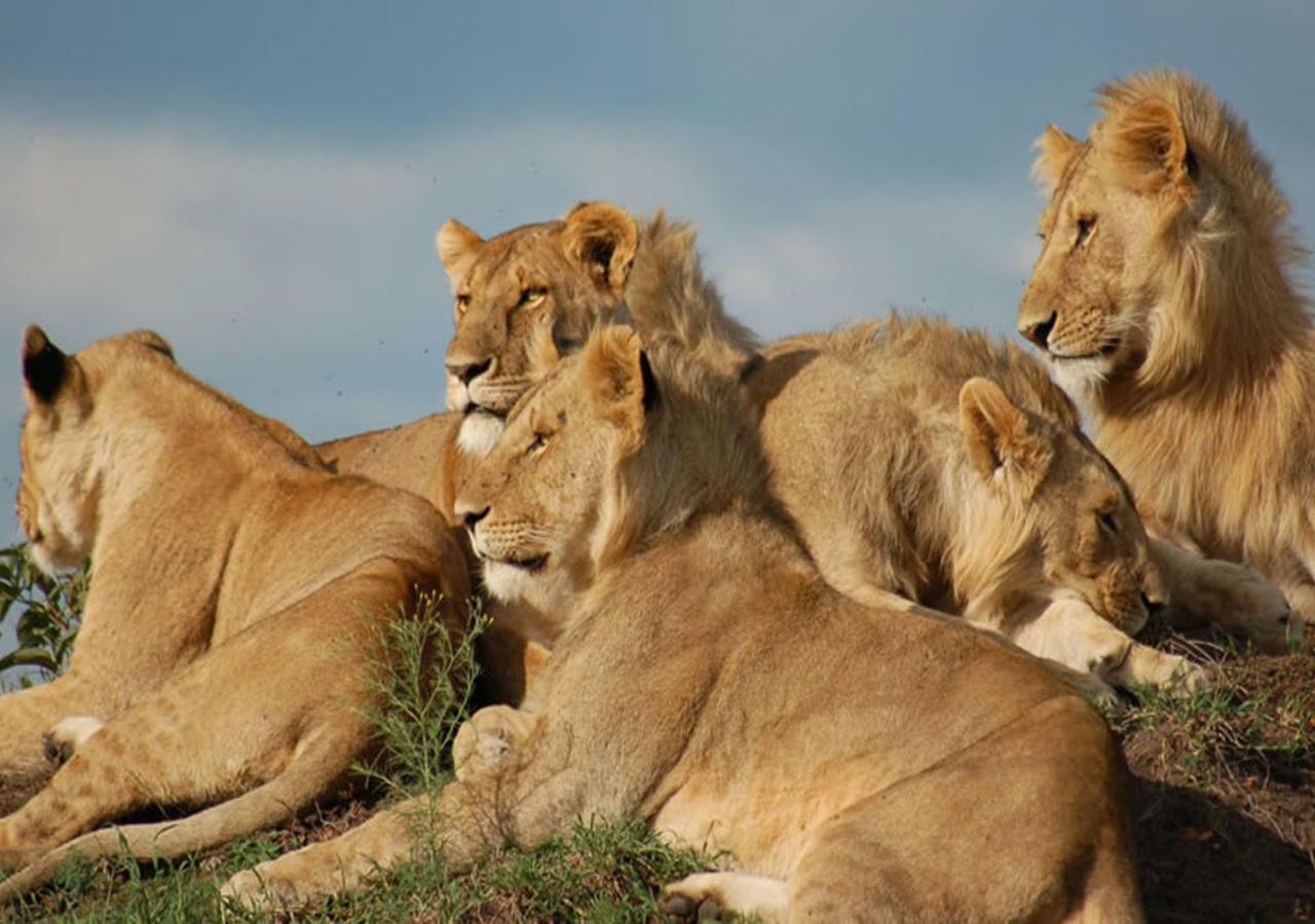 Aa Lodge Maasai Mara Talek Kültér fotó
