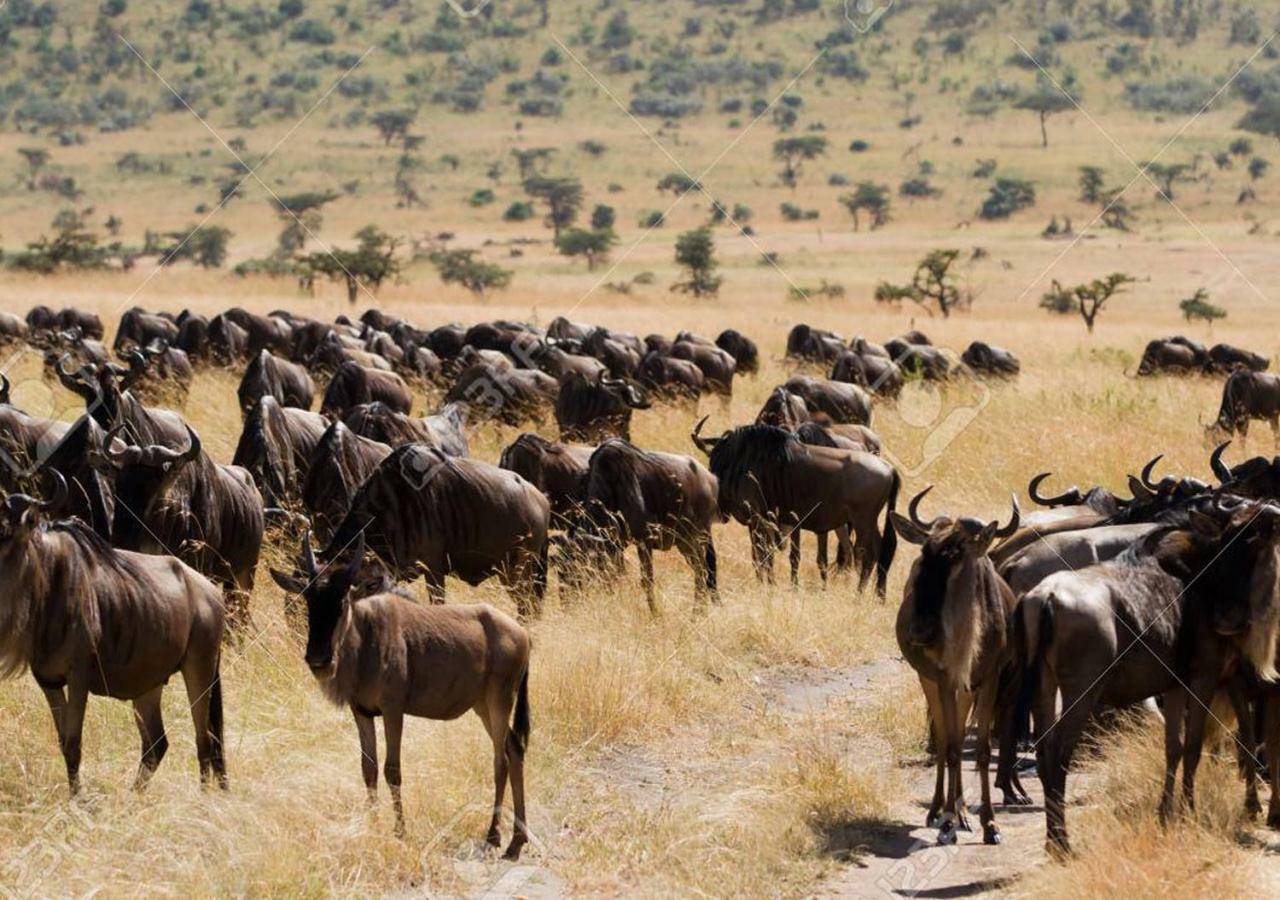 Aa Lodge Maasai Mara Talek Kültér fotó
